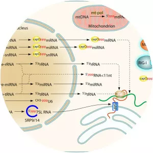Negativesense singlestranded RNA virus