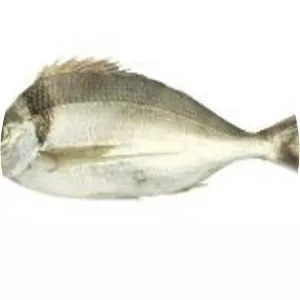 Nemadactylus macropterus - 