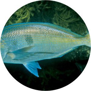 Nemadactylus valenciennesi - Fish