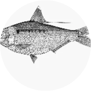 Nematalosa galatheae - 