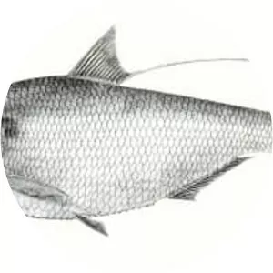 Nematalosa nasus