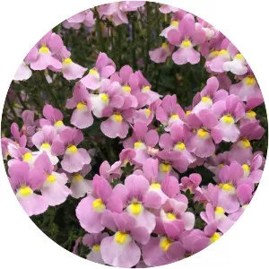 Nemesia