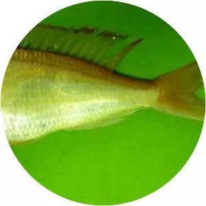 Nemipterus randalli - 