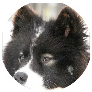 Nenets Herding Laika