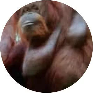 Nénette - 2010 ‧ Documentary ‧ 1h 10m