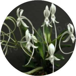 Neofinetia - Plants