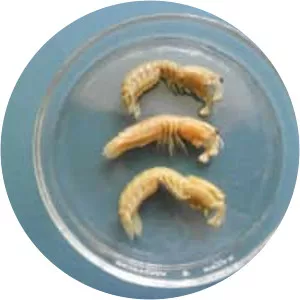 Neogonodactylus oerstedii - 