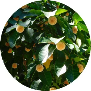 Neolamarckia cadamba