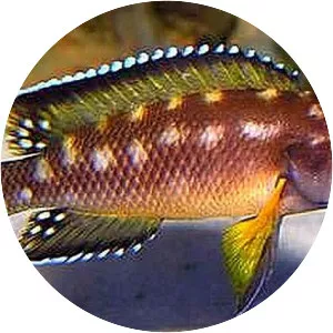 Neolamprologus