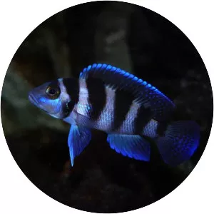 Neolamprologus tretocephalus