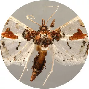 Neoleucinodes elegantalis