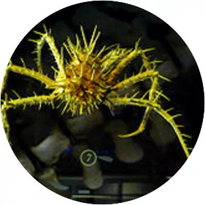 Neolithodes grimaldii - 