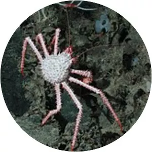 Neolithodes - Animal