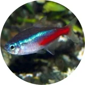 Neon tetra