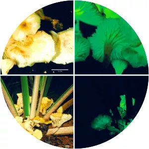 Neonothopanus gardneri