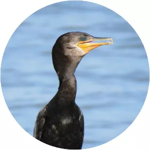 Neotropic cormorant