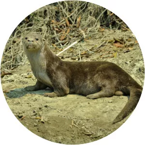Neotropical otter