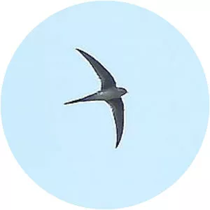 Neotropical palm swift