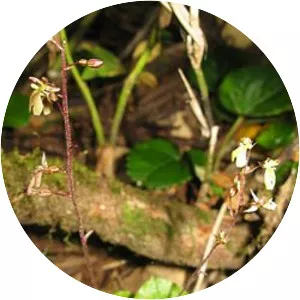Neottia nipponica