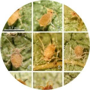 Neozygites fresenii