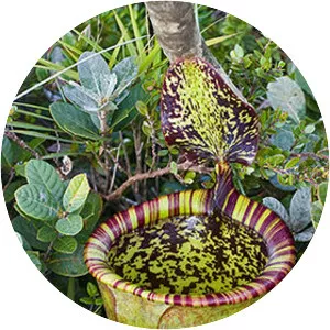 Nepenthes attenboroughii