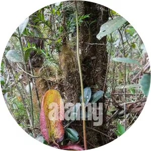 Nepenthes of Mount Kinabalu