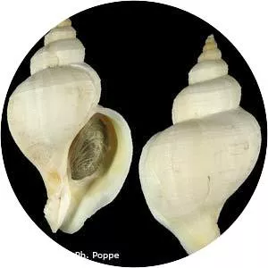 Neptunea antiqua