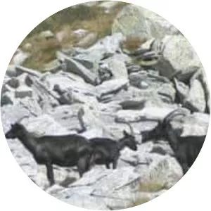 Nera Verzasca - Domestic goat breed