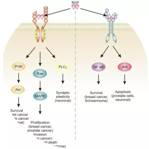 Nerve growth factor photograph
