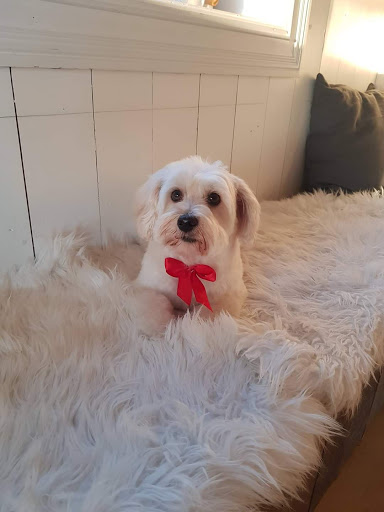 Nesodden Hundespa - Pet groomer in Norway