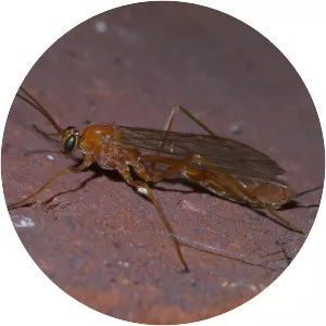Netelia - Insect