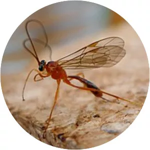 Netelia tarsata