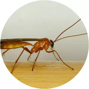 Netelia testacea