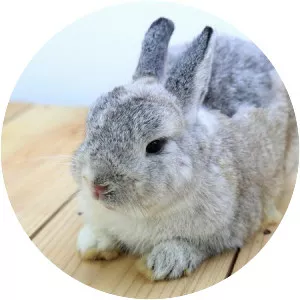 Netherland Dwarf rabbit - Domestic rabbits breed