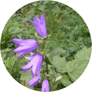 Nettle-leaved Bellflower - Plants