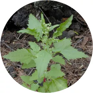 Nettleleaved Goosefoot