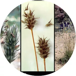 Neurachne alopecuroidea - 