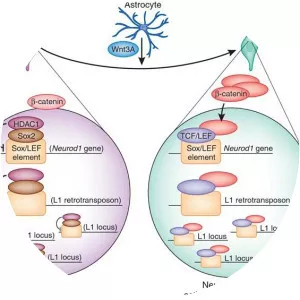 NEUROD1 - Protein