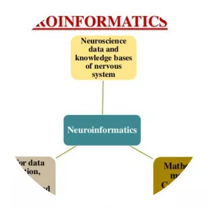 Neuroinformatics