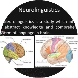 Neurolinguistics - Field of study