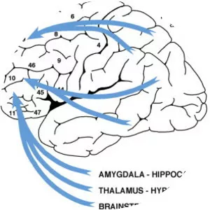 Neurophysiology
