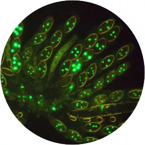 Neurospora