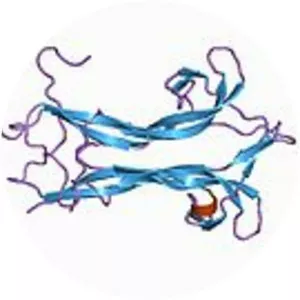 Neurotrophin-4 - Protein