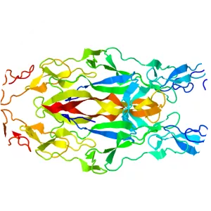 Neurotrophin - Protein