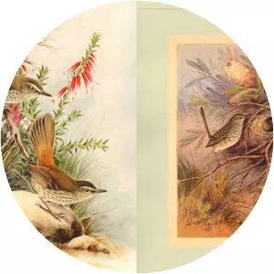 Neville William Cayley