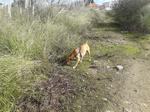 Nevogilde photograph