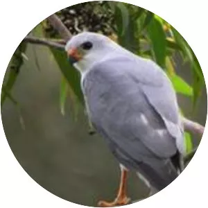 New Britain goshawk
