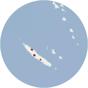 New Caledonia blossom bat
