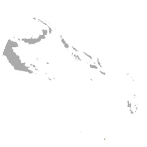 New Caledonia flying fox