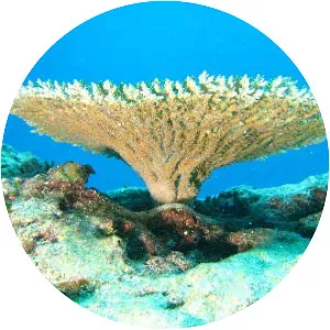 New Caledonian barrier reef - 